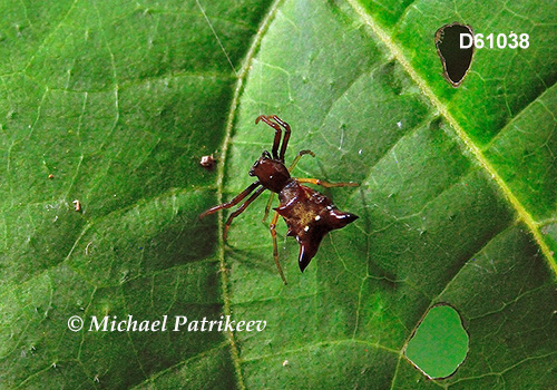 Micrathena sagittata